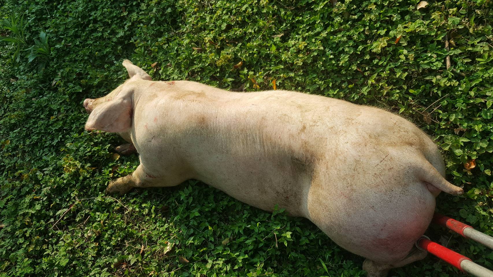 經檢查豬隻健康情形，豬隻左後腳有紅腫外傷