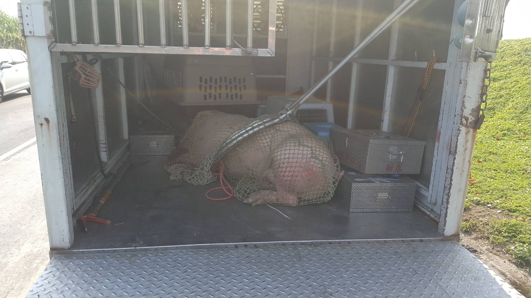 動保處立即派員到場進行豬隻救援