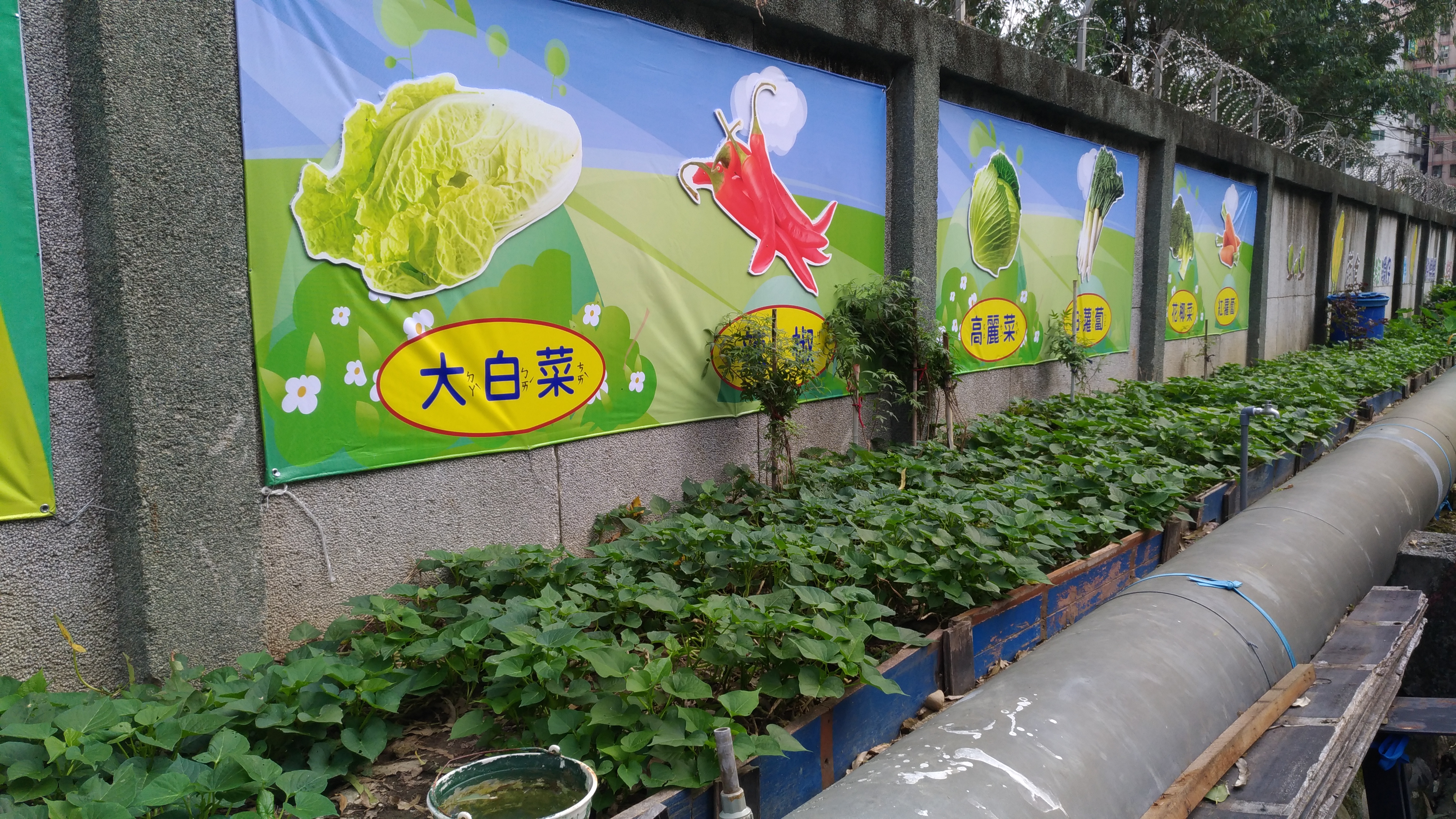 「樂活園」依照不同時節種植蔬菜，開闢成有機蔬菜的「樂活園」，牆面還創意掛置圖片介紹種植的蔬菜，讓環境煥然一新。