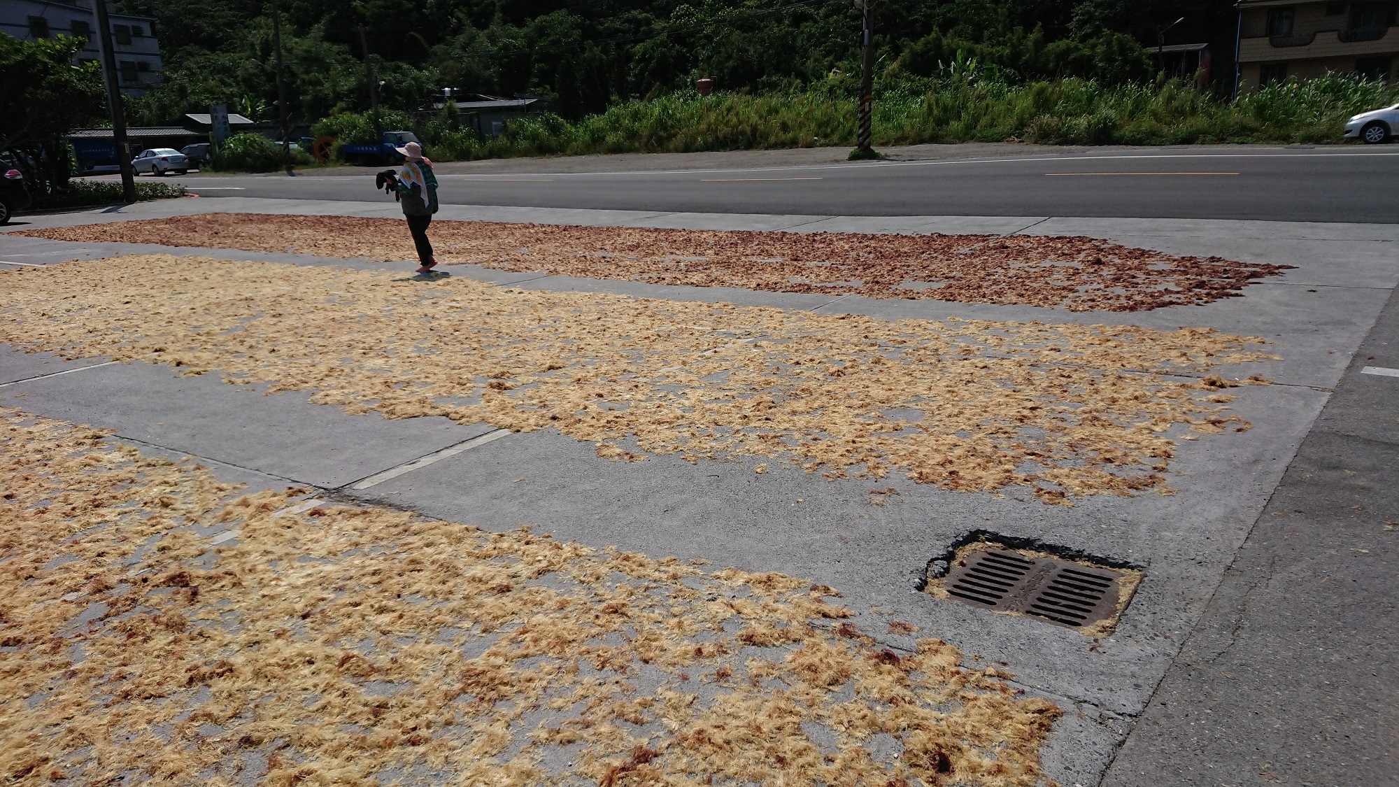 農曆三月起東北角濱海公路沿線兩旁就會開始舖上一片片或黃、或紅、或紫的各色石花菜地毯