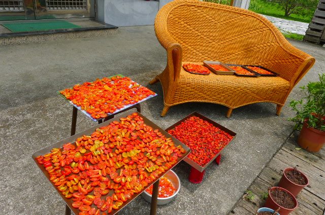 將格外品蕃茄曬乾做蕃茄乾.jpg