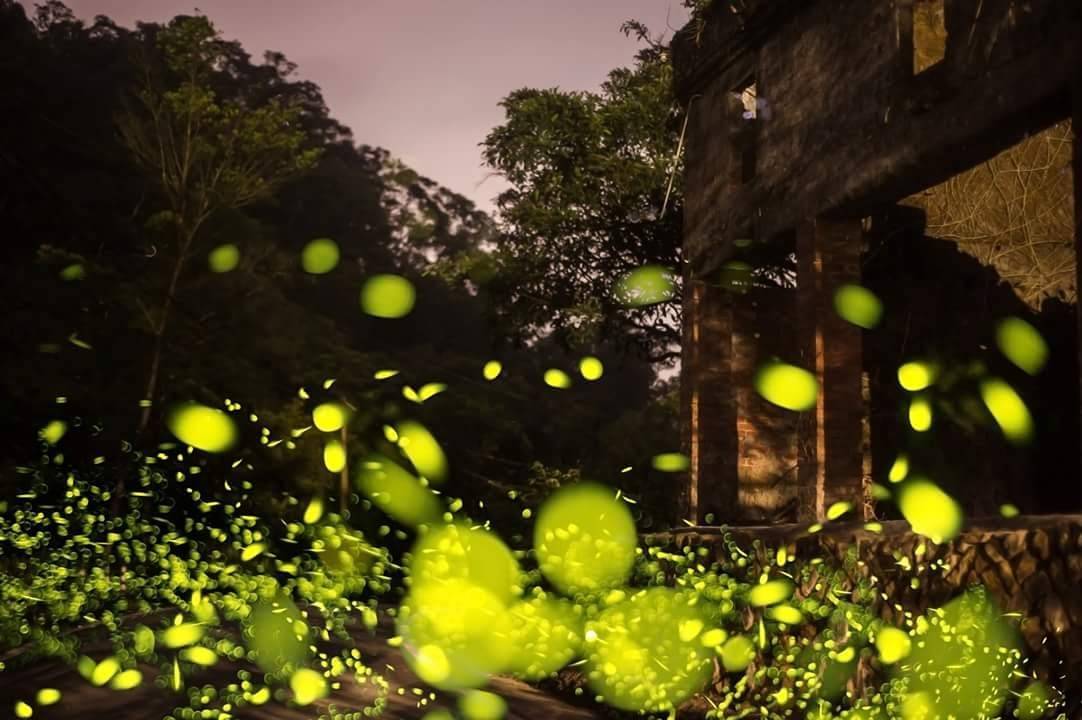 平溪區紫東社區賞螢(去年度照片)