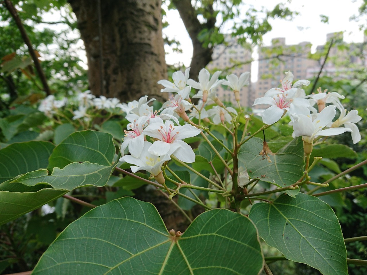 深坑萬福生態公園桐花
