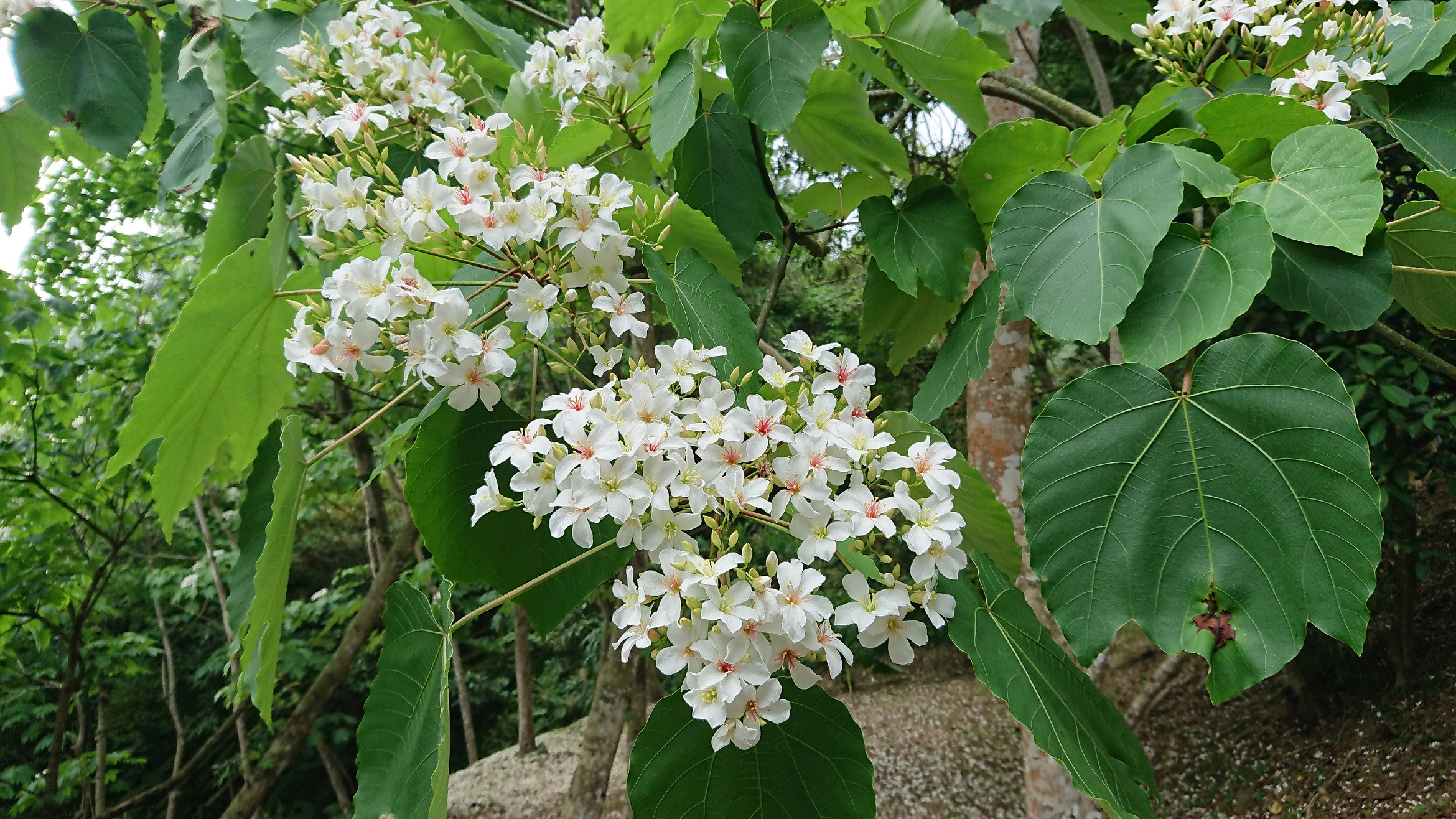 新店二叭子植物園桐花
