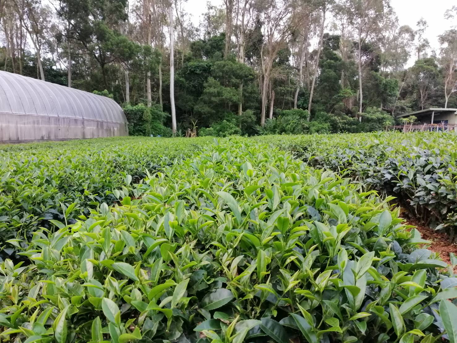 生津製茶廠茶園