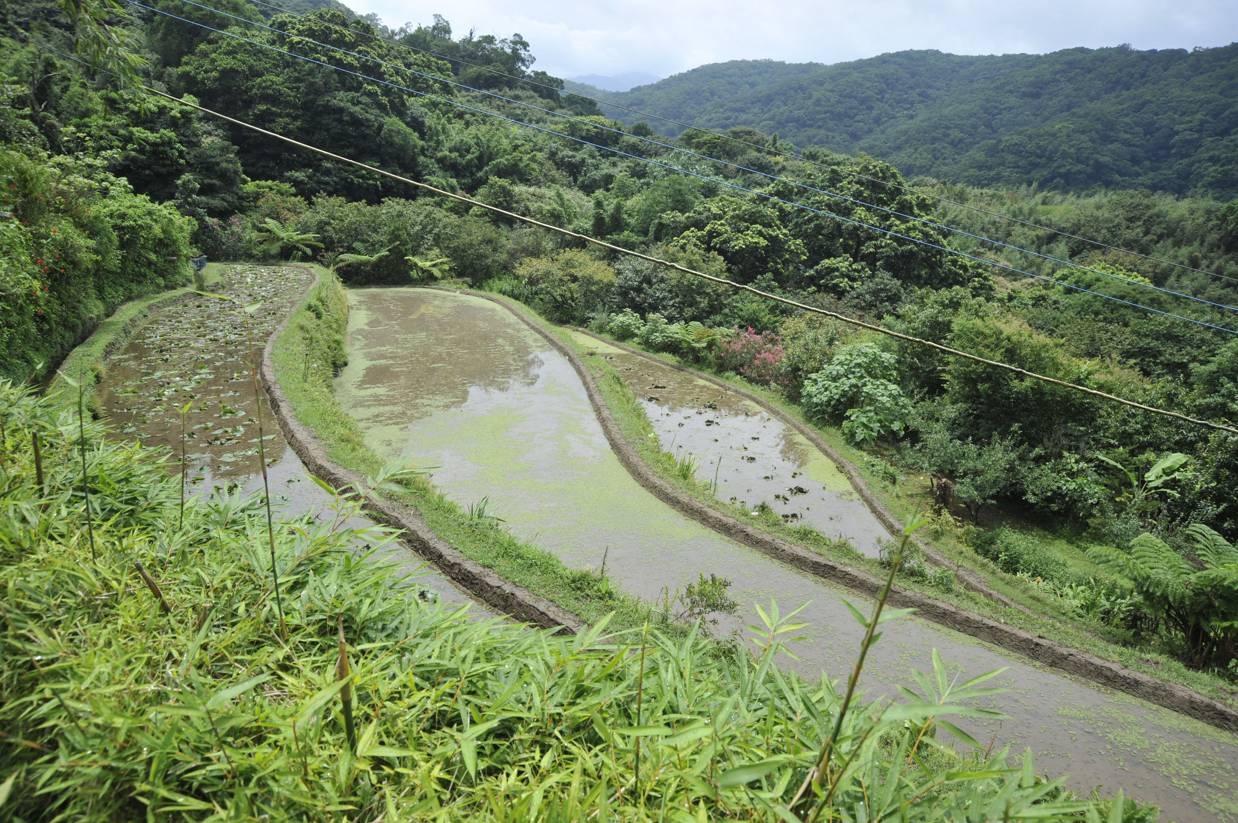 三芝梯田