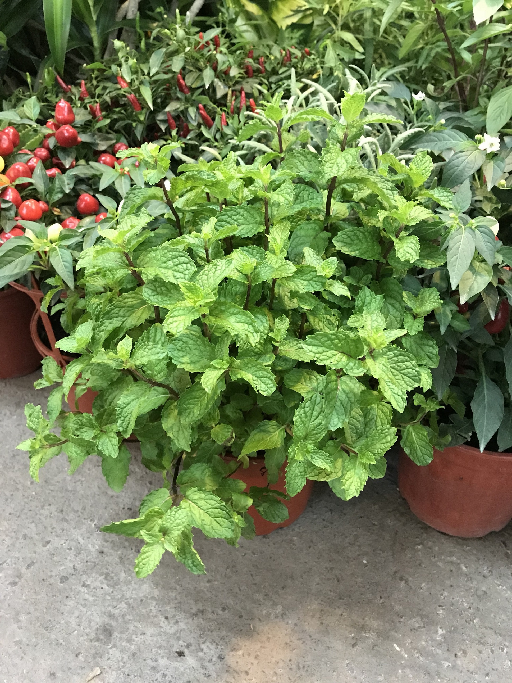 民眾於花市即可購買到薄荷盆栽，修剪下的頂芽即可再用來扦插