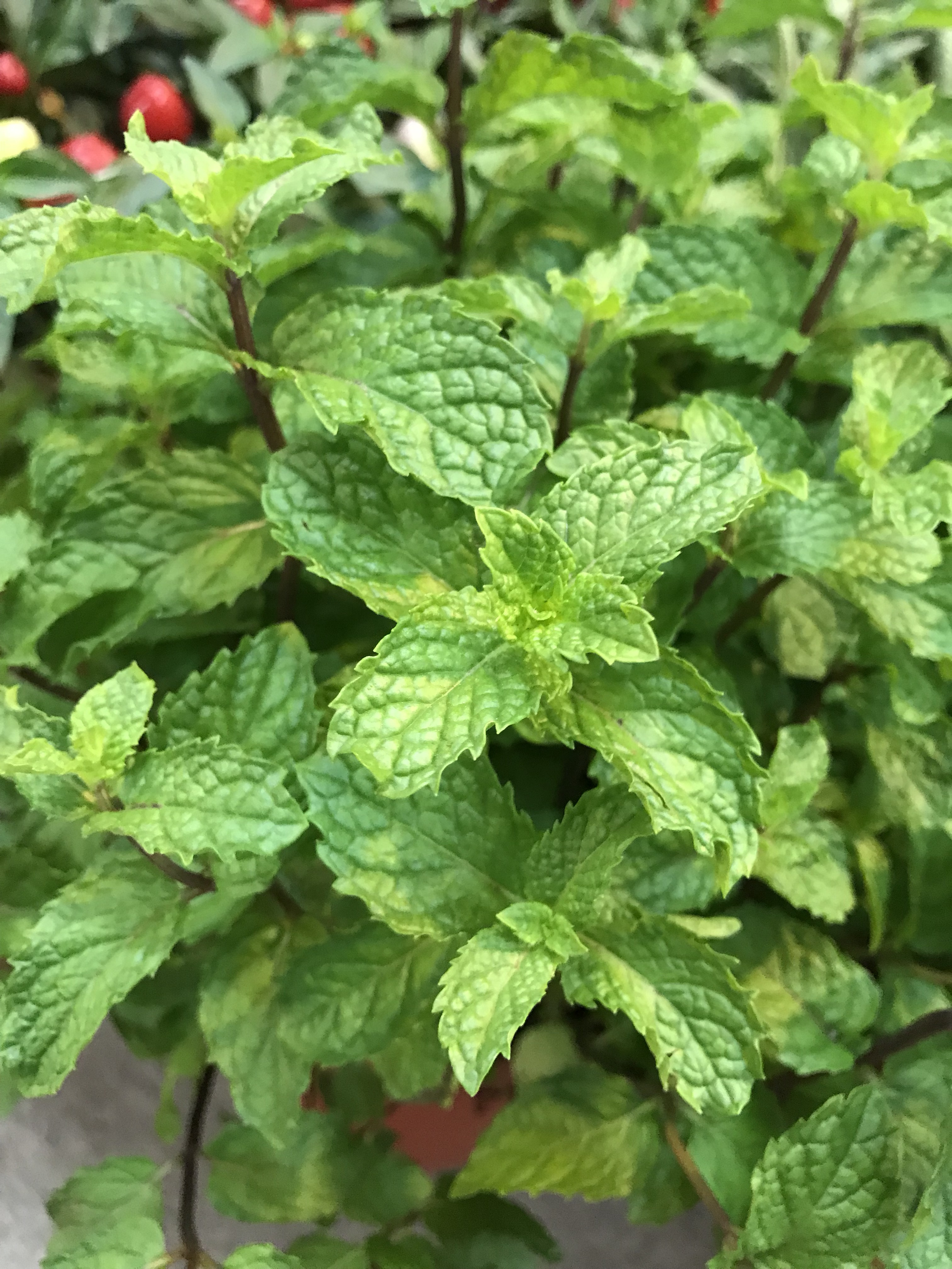 薄荷可用作雞尾酒調味或沖泡薄荷茶，也可以加入沙拉一起吃