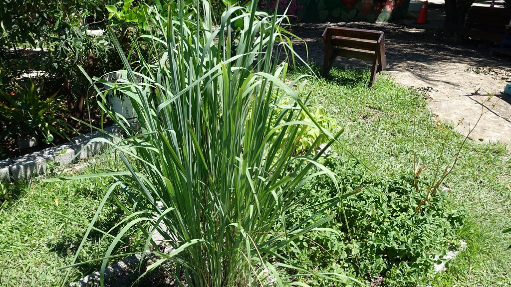 檸檬香茅植株照片