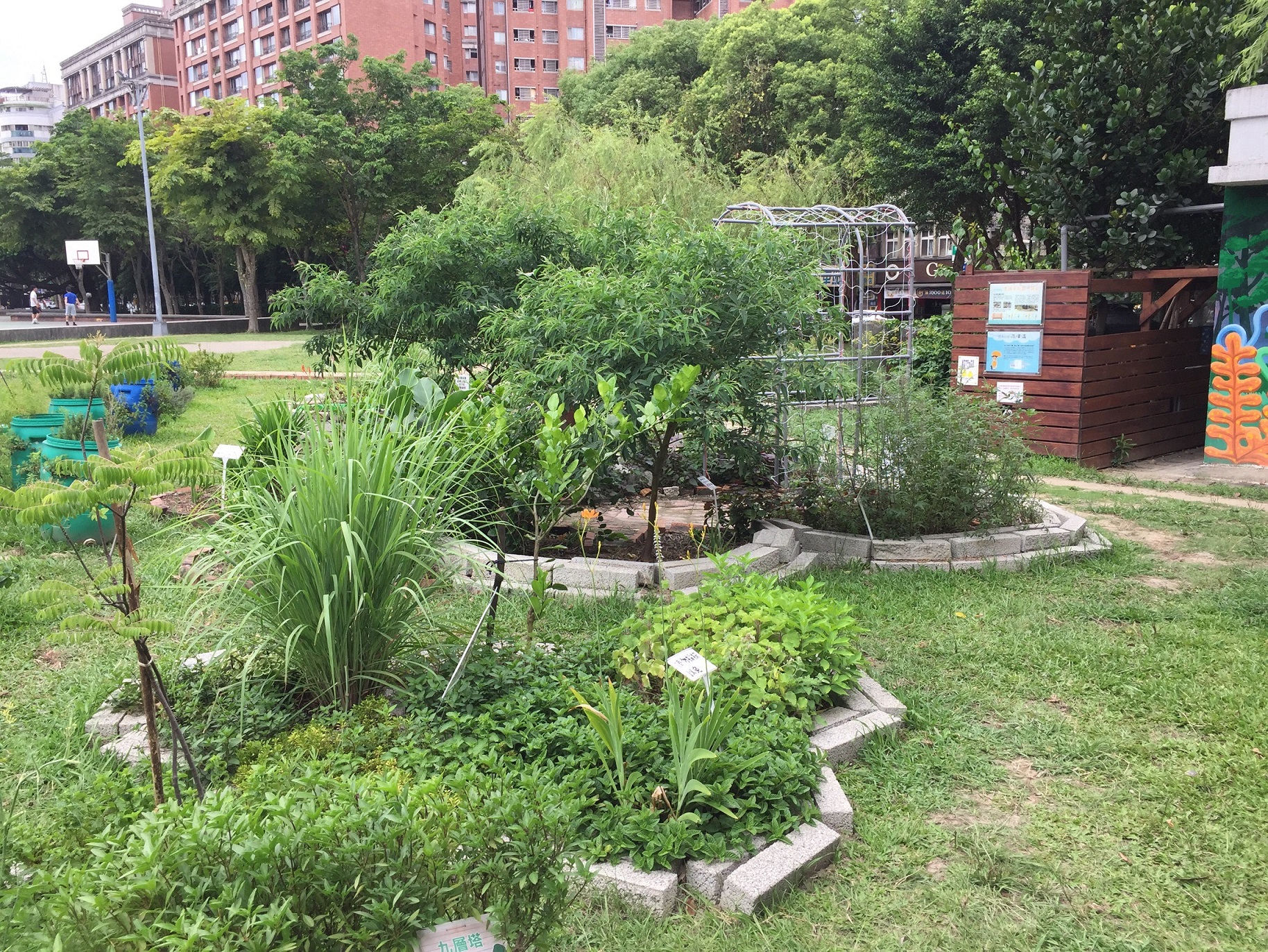 公園中也常長可以看到香草，本圖為中和823公園，左側中間叢狀生長的即為香茅