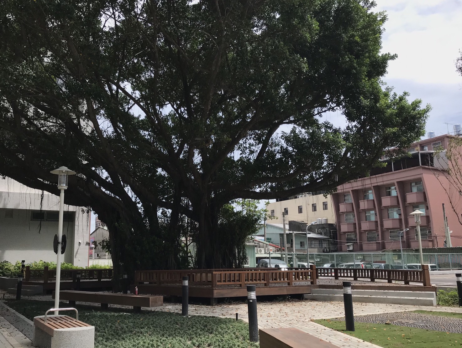建築物與老樹共存成功