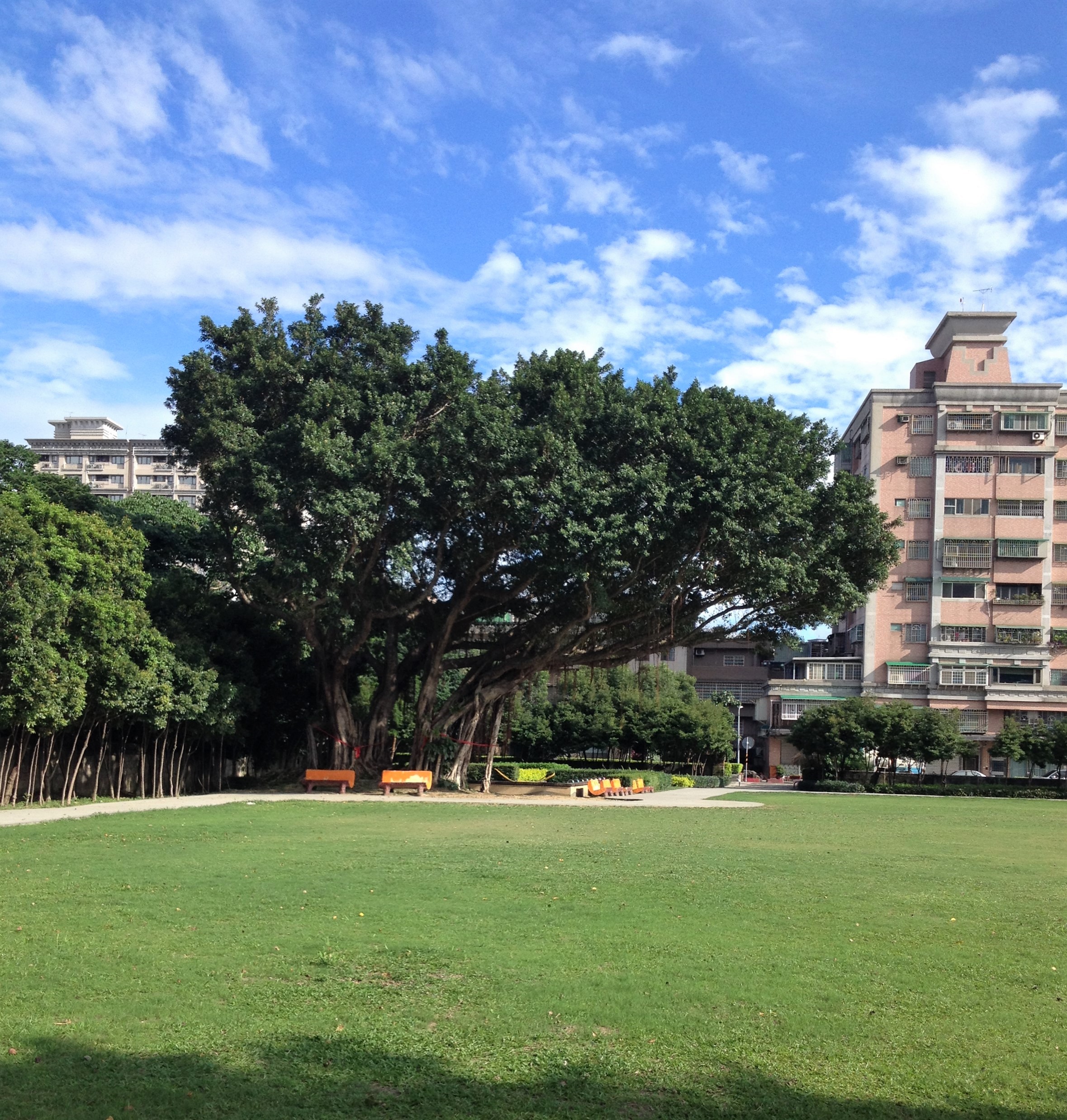 樹林藝文綜合大樓前身建國公園內的4棵既有老樹，平均樹齡都超過50歲以上