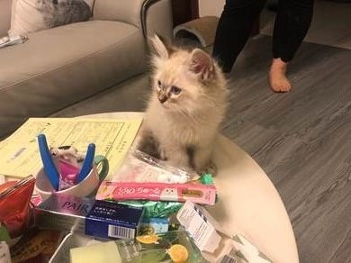 民眾販賣流行布偶幼貓