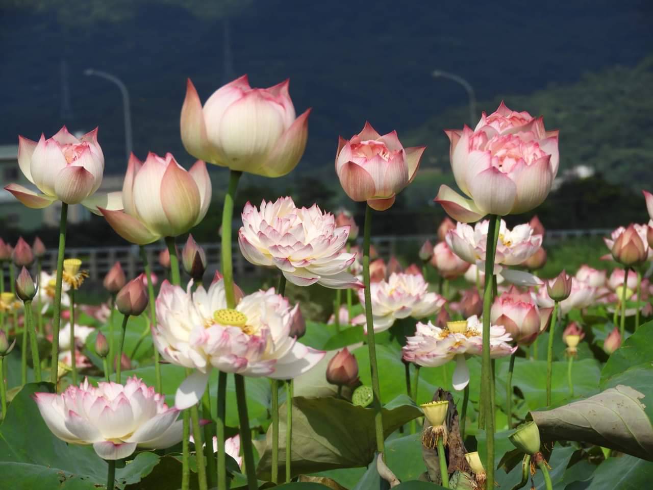 友善荷花田(許小姐拍攝)