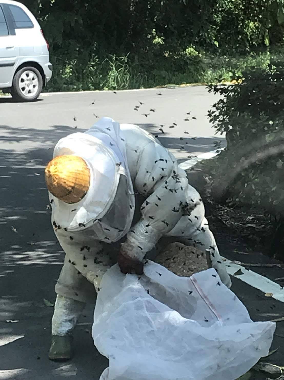 動保處人員捕蜂