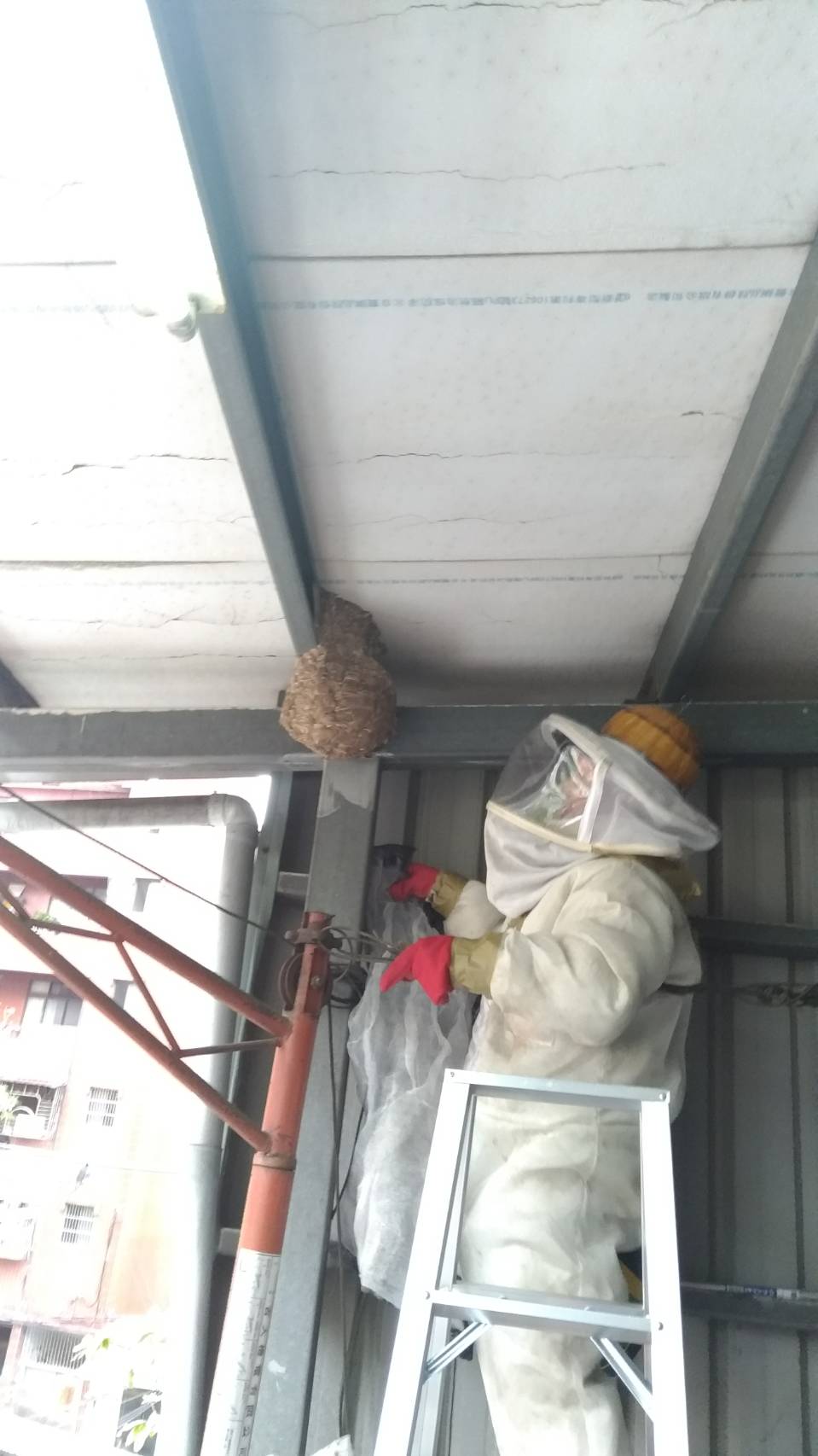 頂樓鋼梁容易有蜂築巢