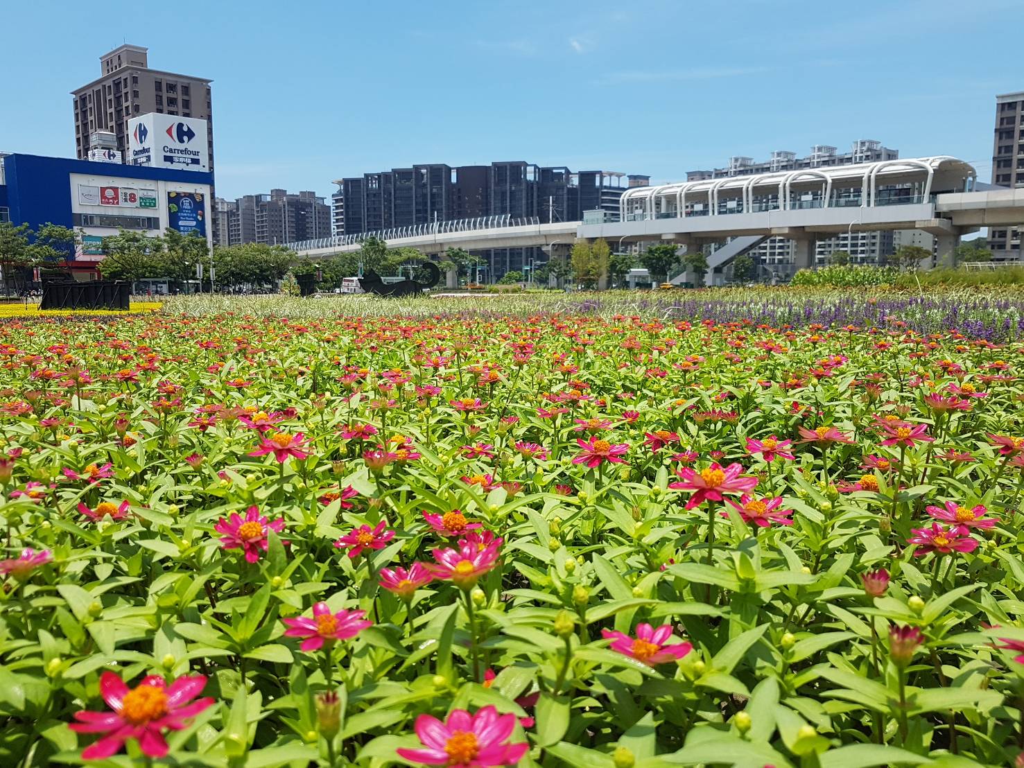 盛開的百日草，配上淡海輕軌軌道
