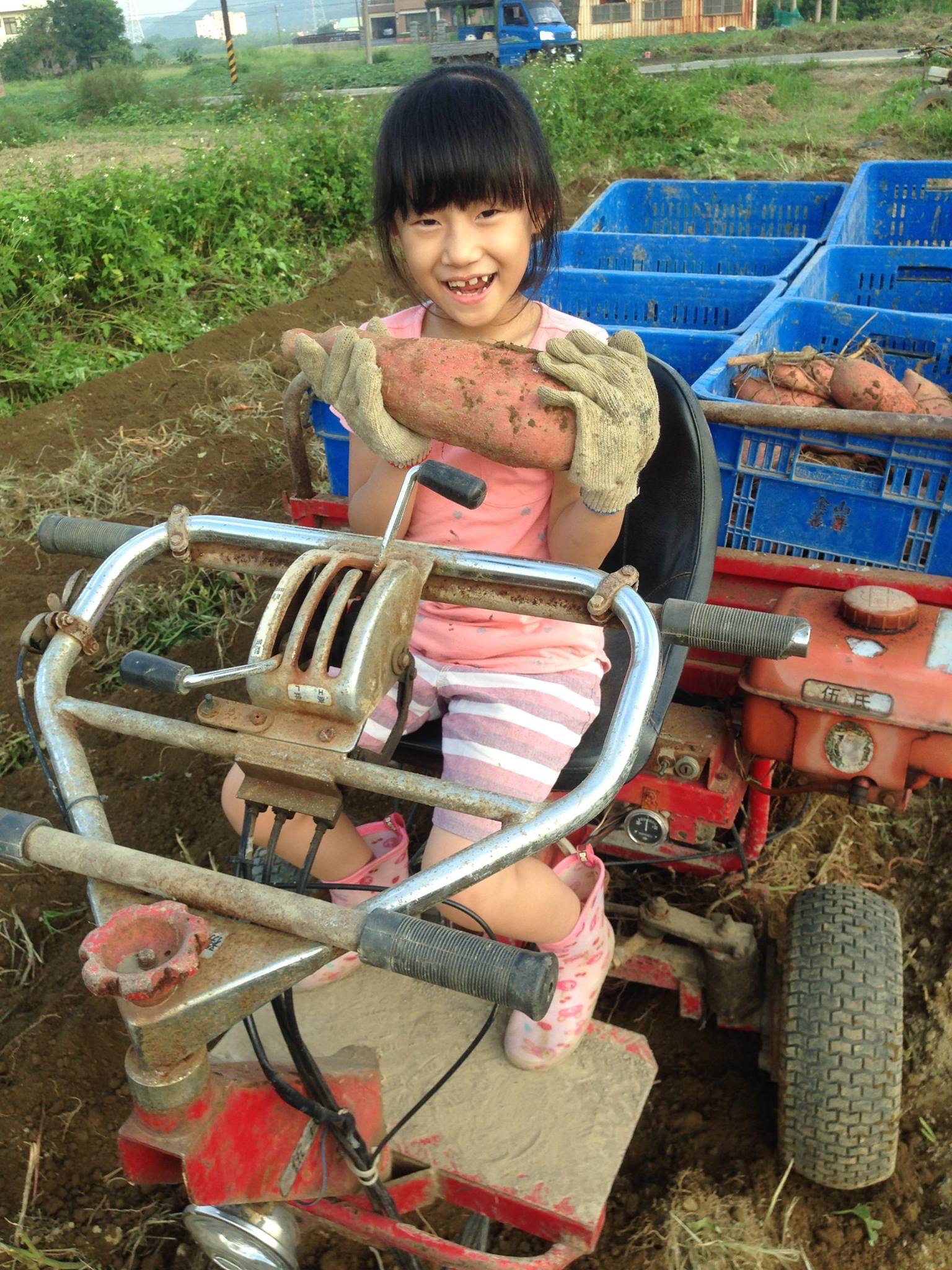 女兒與地瓜
