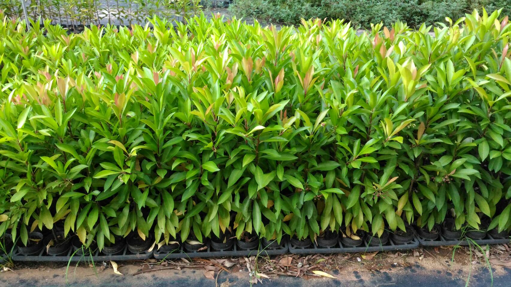 耐風、耐陰，適合作為綠籬與庭園美化的春不老