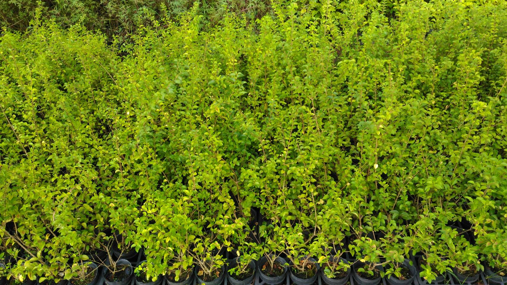 適合作為被作為行道樹或庭園觀賞植物的女貞