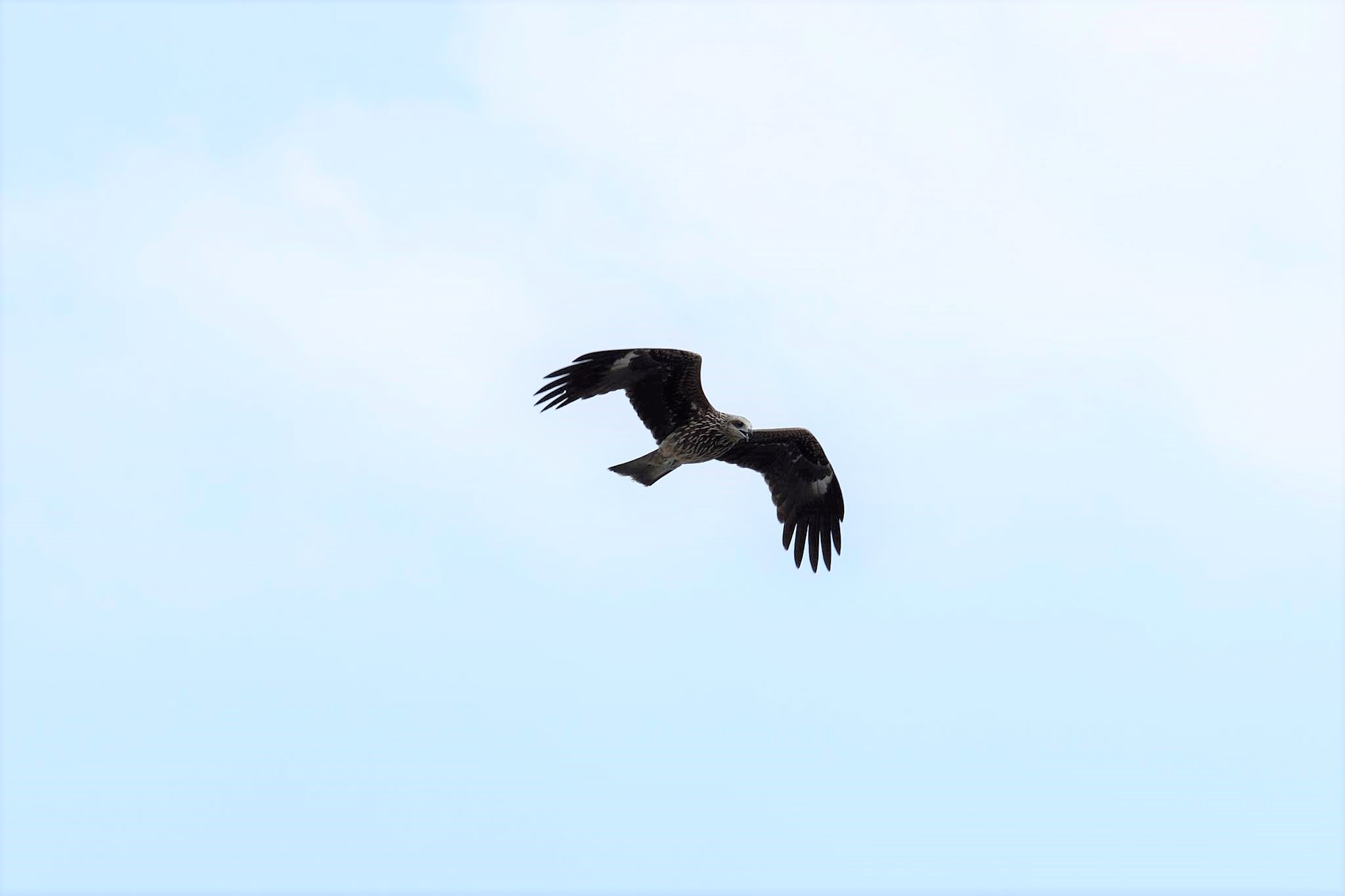 翱翔的黑鳶