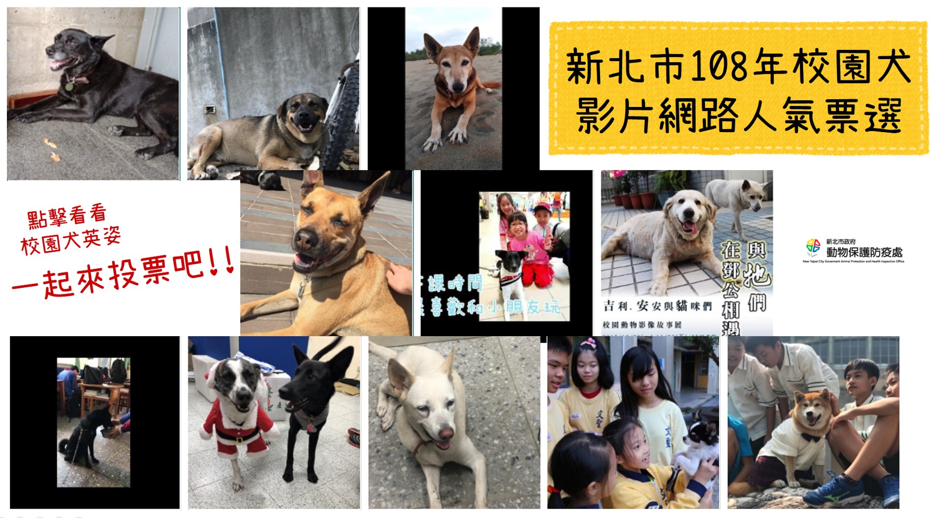 新北市108年校園犬影片網路人氣票選宣傳圖