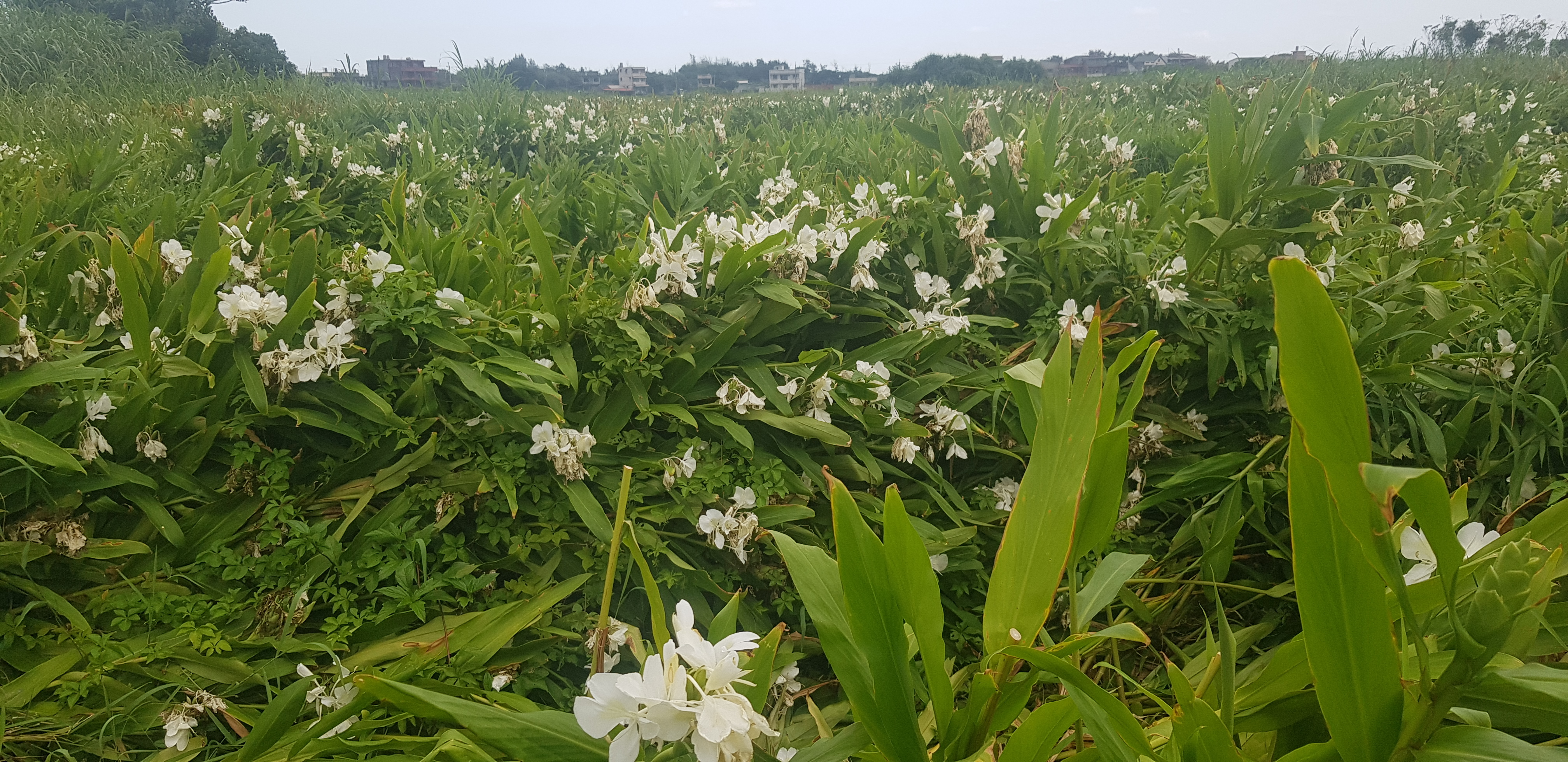 野薑花點綴清水田園，伴隨陣陣撲鼻的花香，心曠神怡
