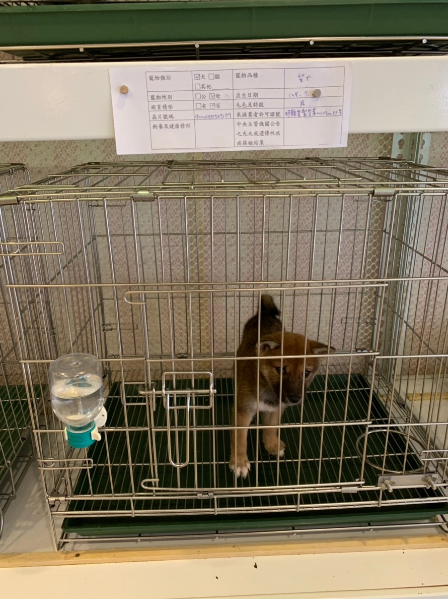店內犬隻飼養情況