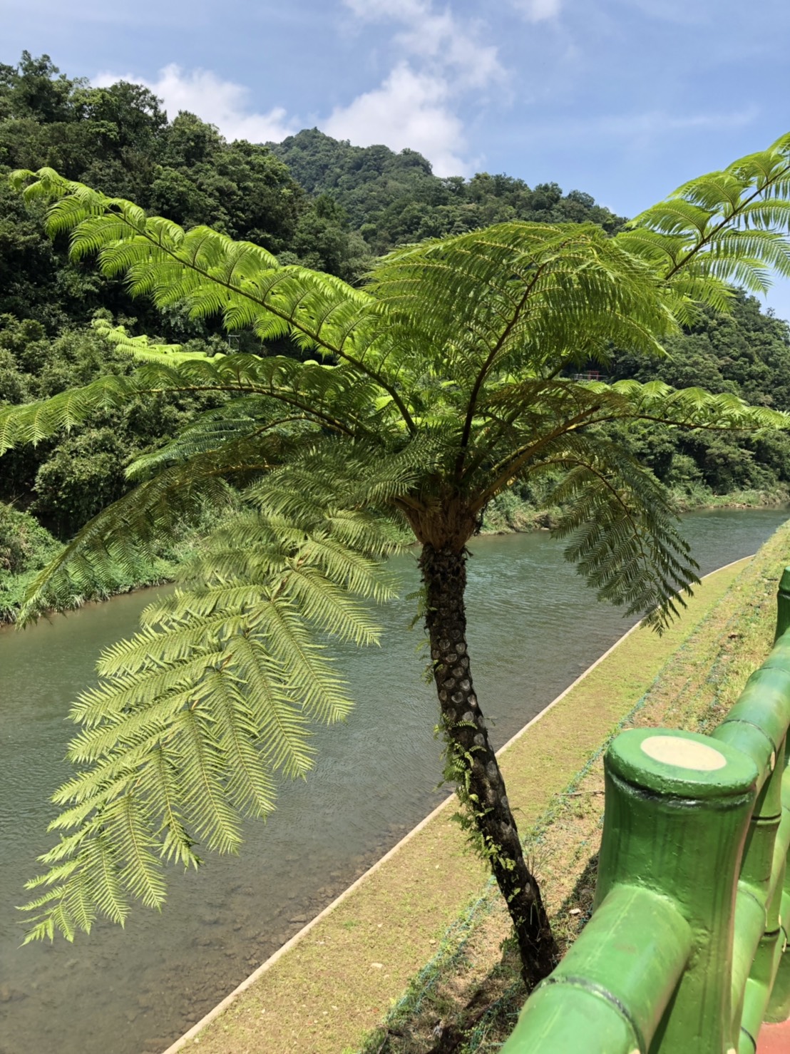 市府團隊竭盡心力地維護及當地里長多方奔走凝聚里民心力保護在地筆筒樹共識下，才使它能在如此嚴峻石籠護岸環境下，持續在三貂嶺繁衍綻放且越來越茁壯