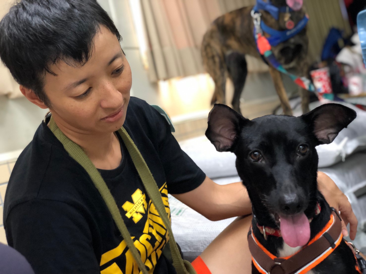 飼主與居家犬互動