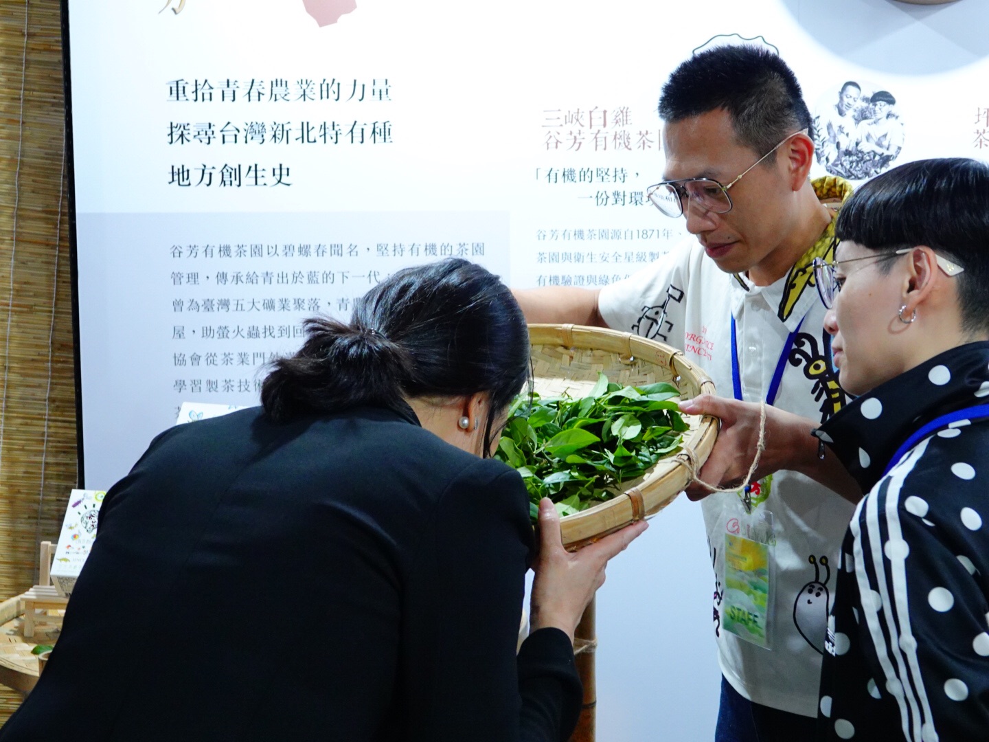 谷芳有機茶園講解三峽碧螺春綠茶原料青心柑仔種