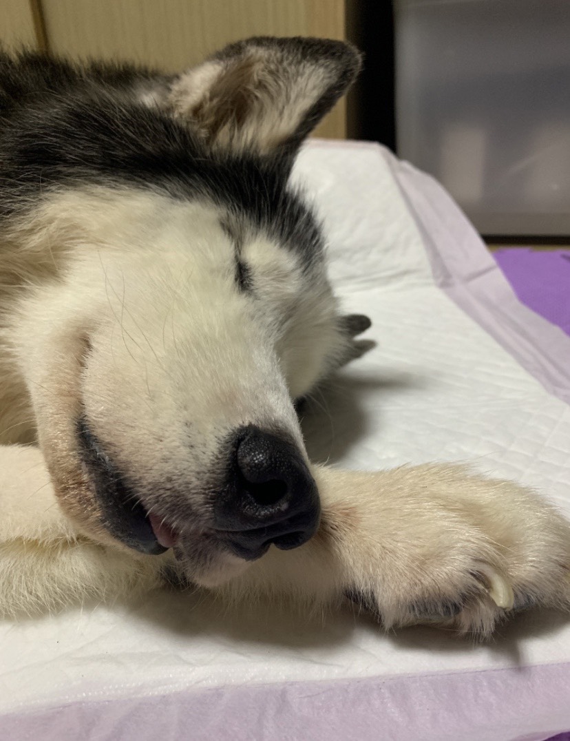狼妹睡覺照片