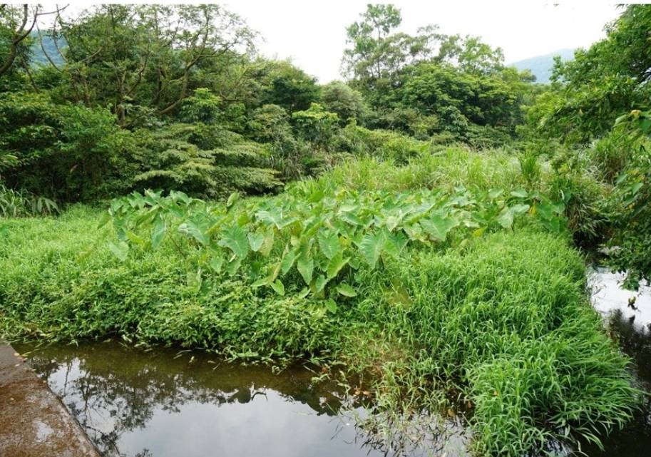 圖1-金山區重和里磺溪頭清水園區下游護岸改善工程-水圳淤積