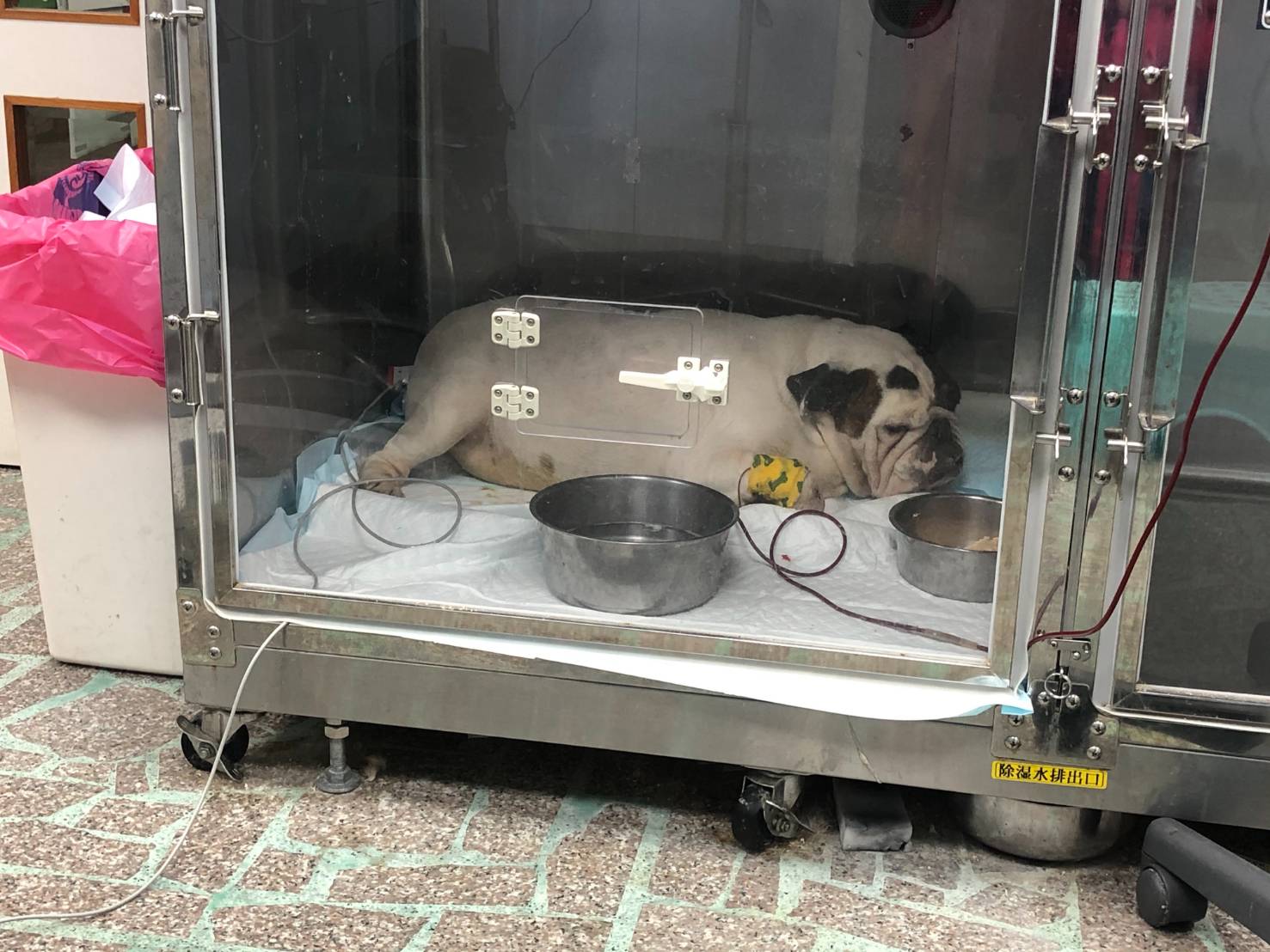 阿福住加護病房24小時吸氧氣