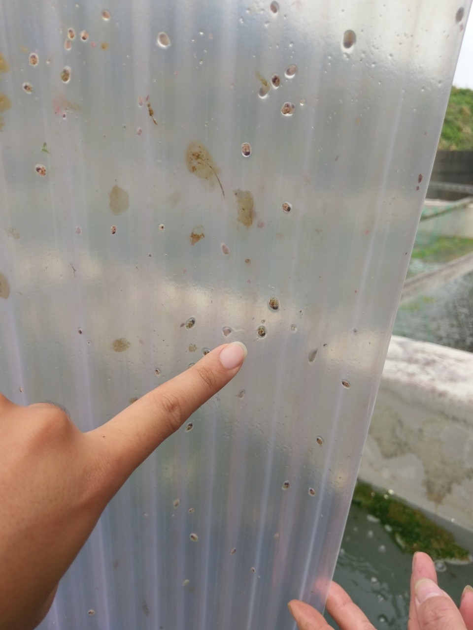 浪板上的九孔寶寶努力攝食快快長大