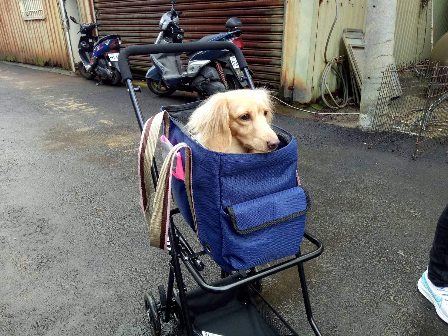 小安專屬推車
