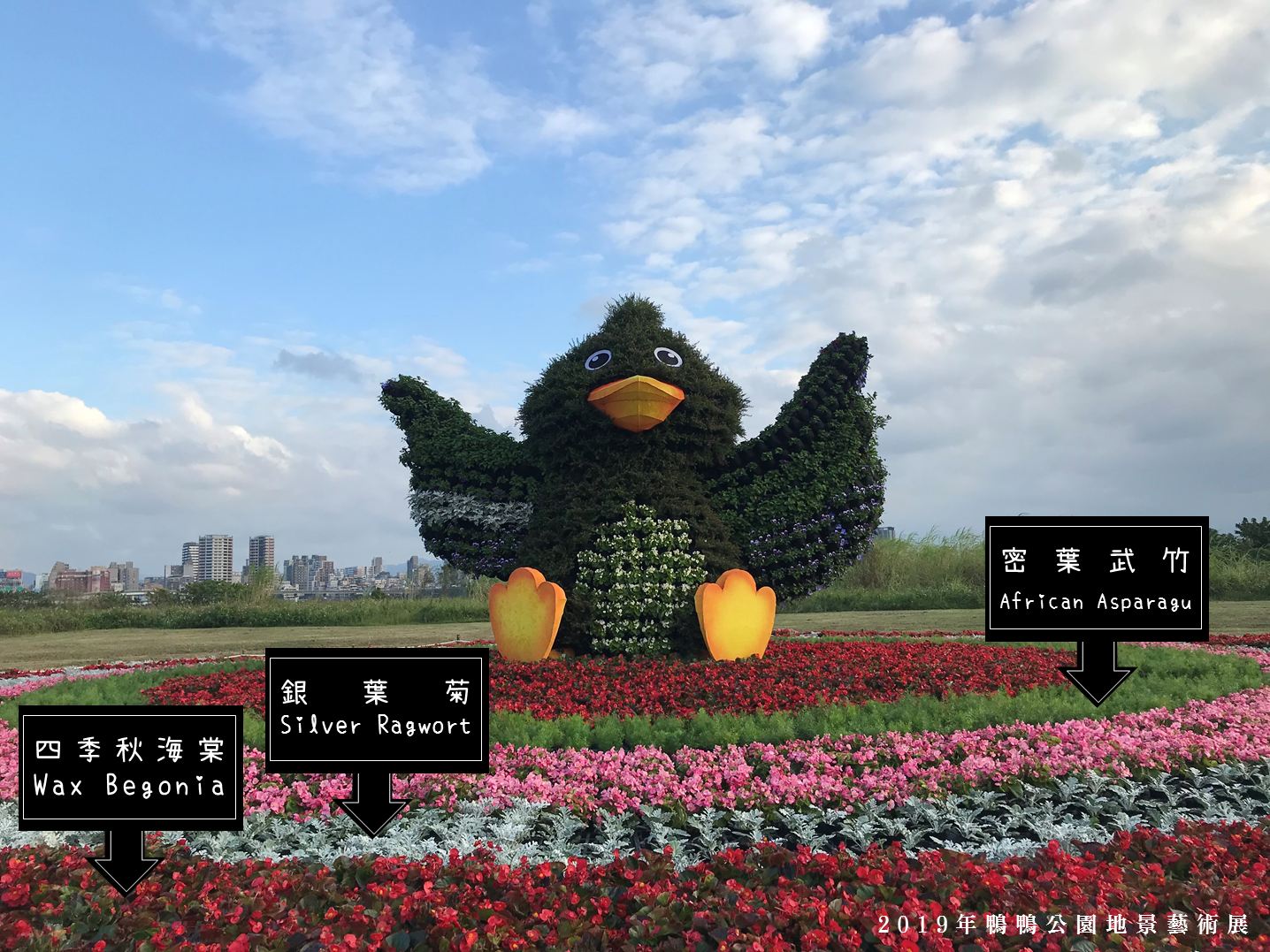 四季秋海棠、銀葉菊、密葉武竹