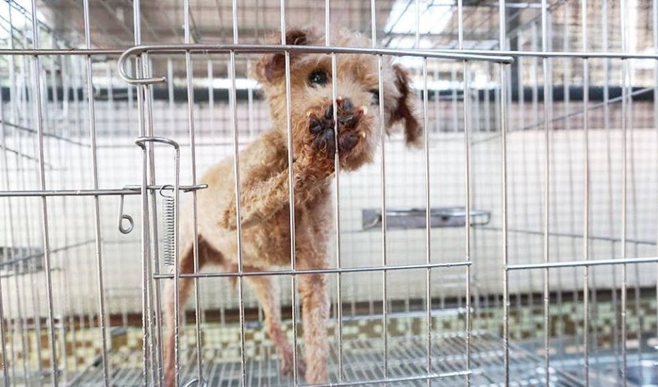 因走失暫住在板橋動物之家 等待新的家庭