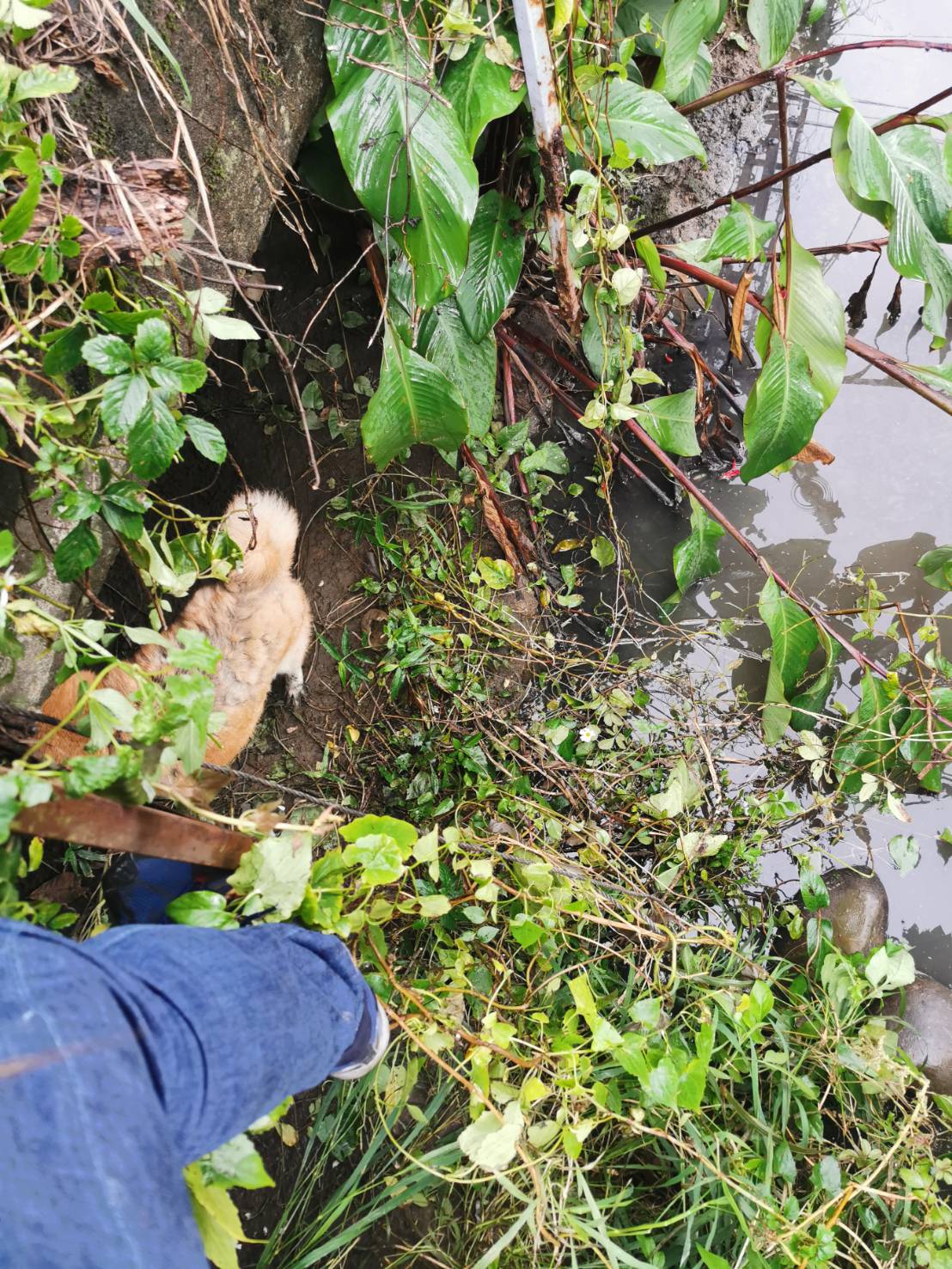 中和動物之家王建民架設棧板，欲下圳溝底救援犬隻