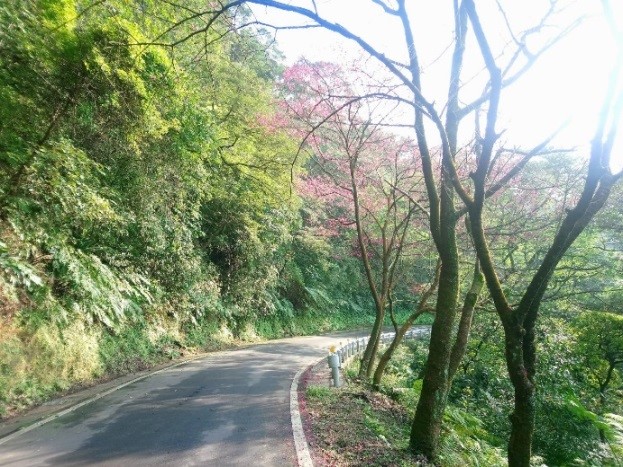 三芝區青山路櫻花朵朵，景色怡人