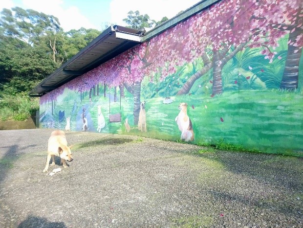 三芝區動物之家遛狗區，志工參與照顧認養