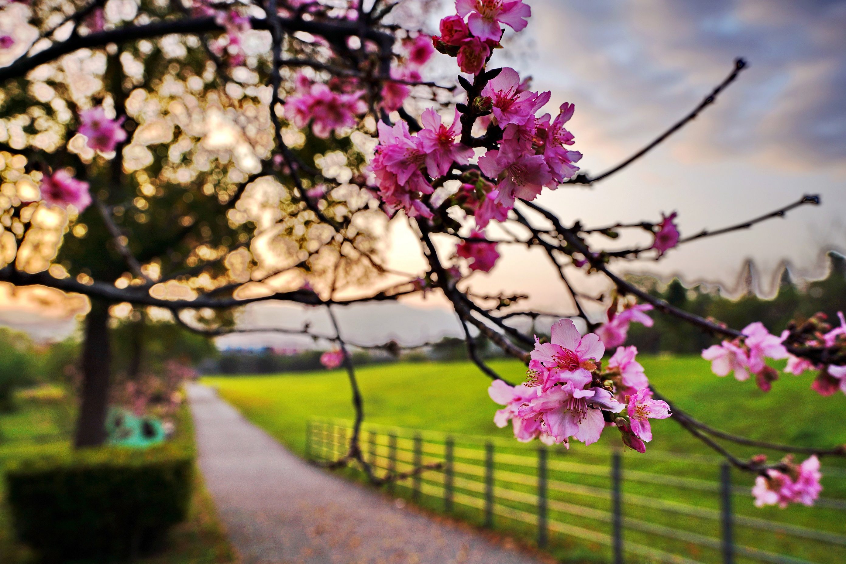 花期約至3月中旬