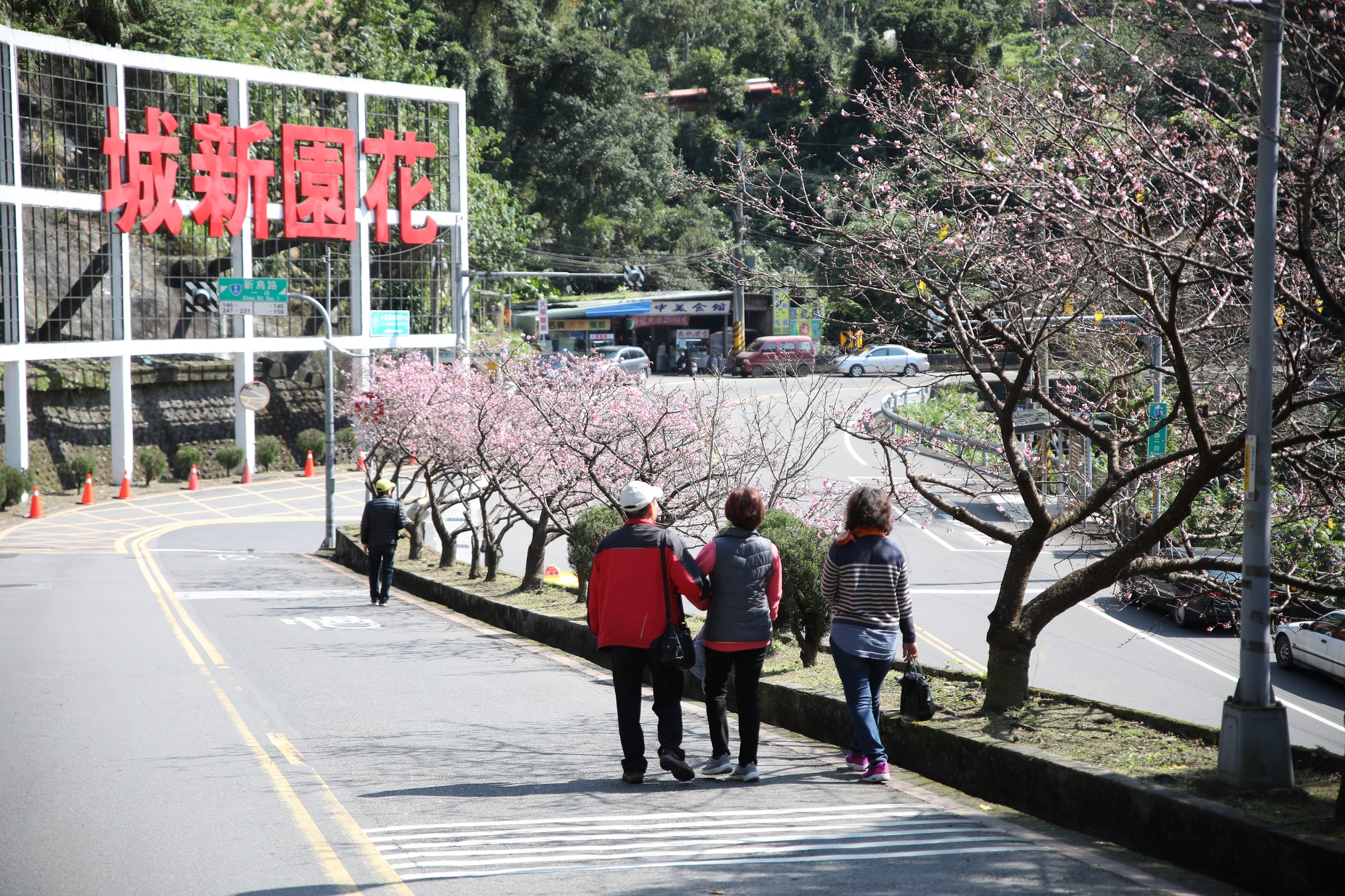 花園新城入口處櫻花美景