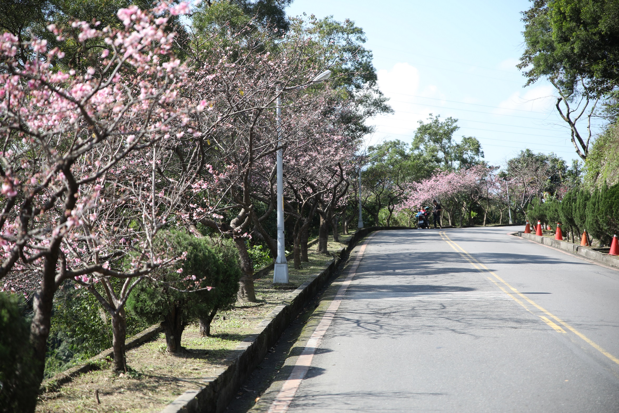 花園新城櫻花臨新烏路旁，民眾至烏來遊玩可順道賞櫻