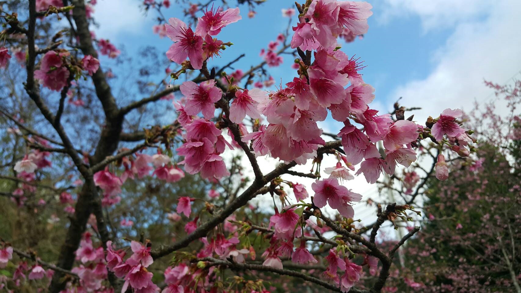屈尺公園目前櫻花八成開