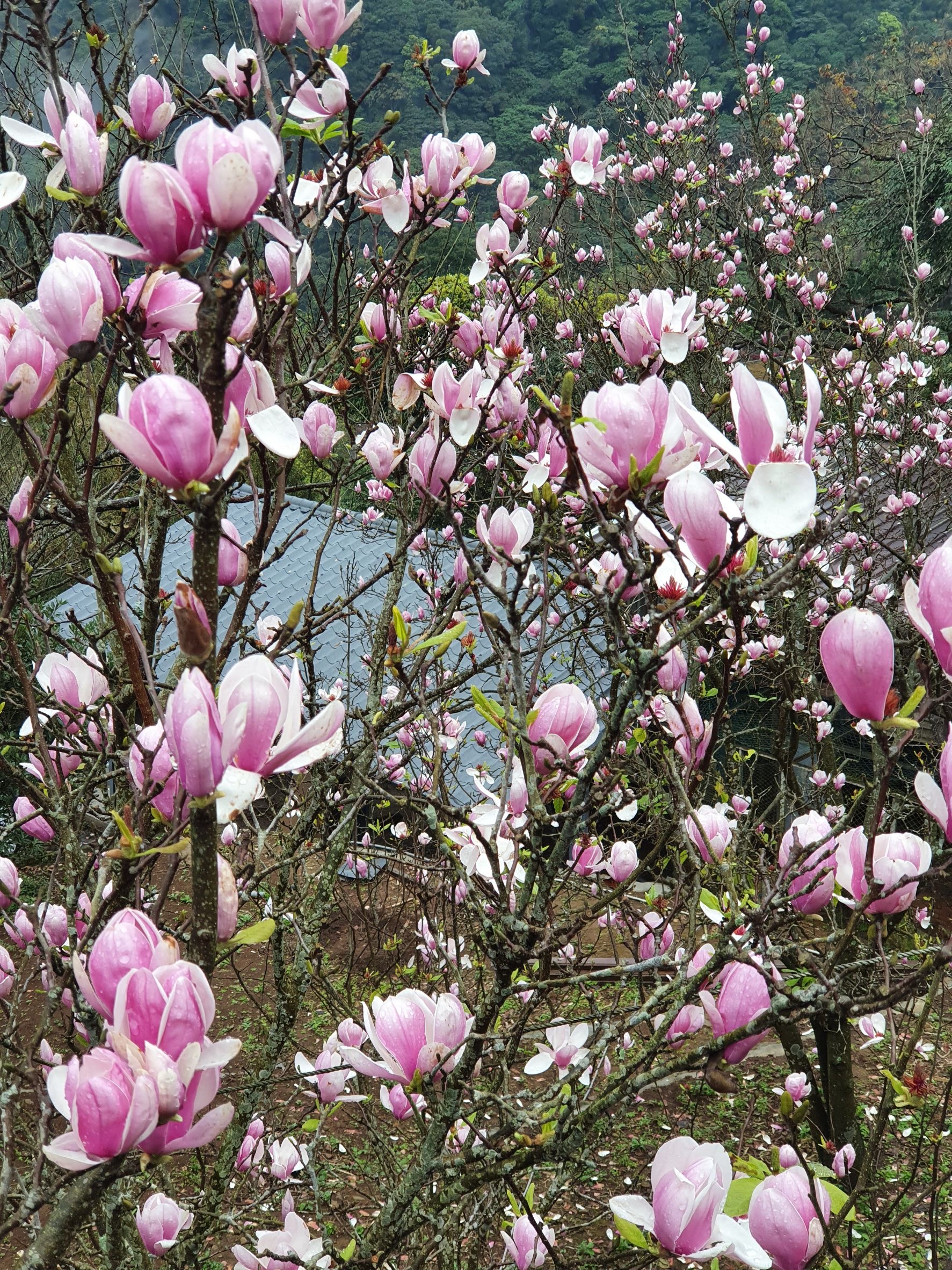 楓樹湖木蓮花花況