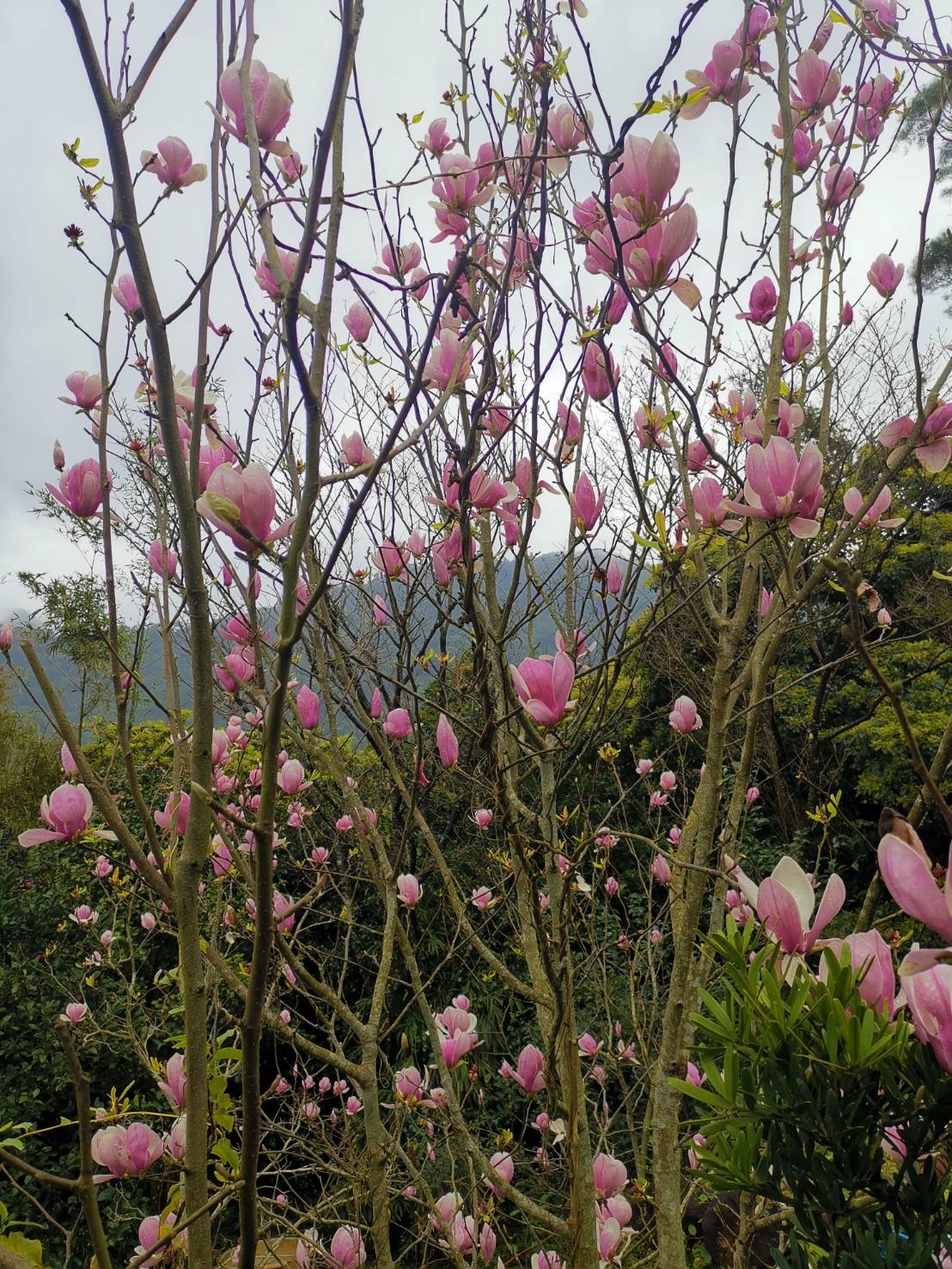 掛樹上的木蓮花，恰似粉紅泡泡