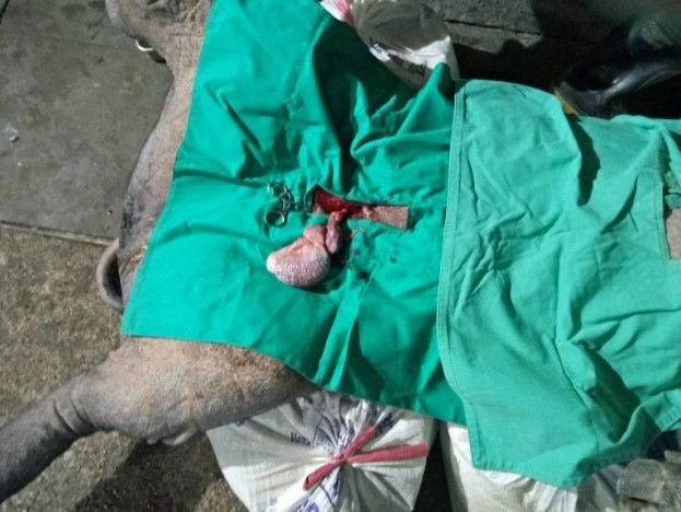 大公豬腹腔內隱睪摘除
