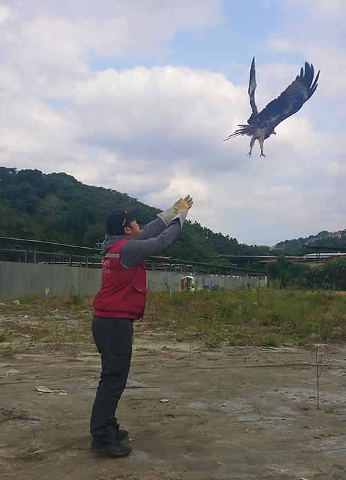黑鳶順利野放