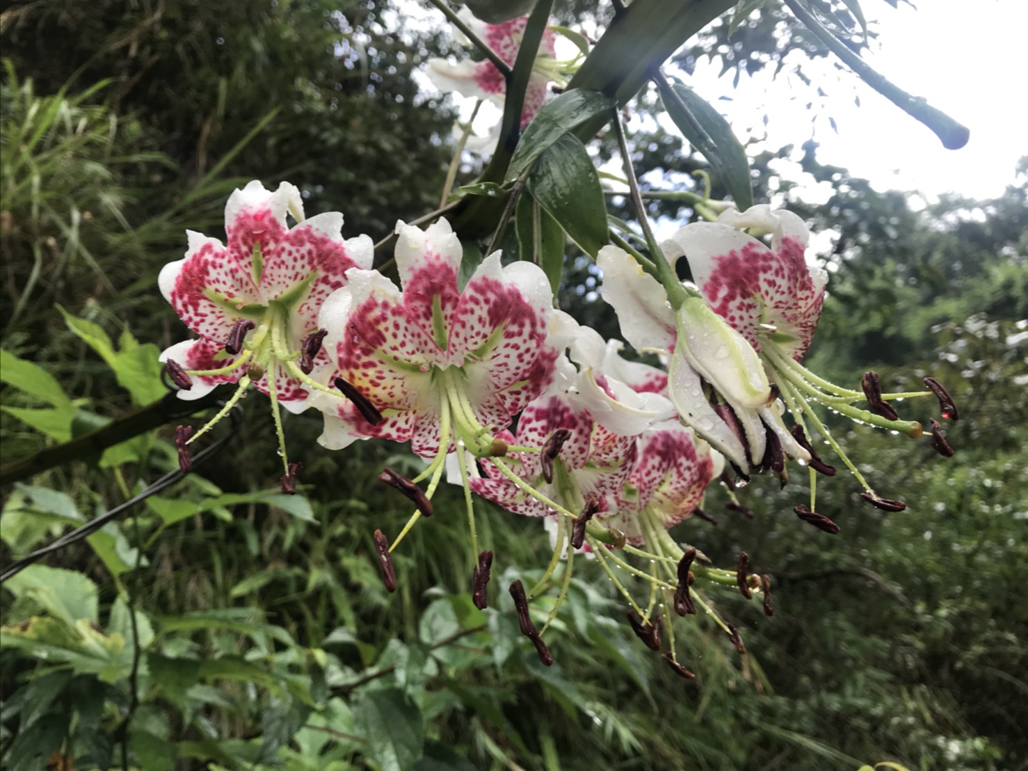 平溪豔百